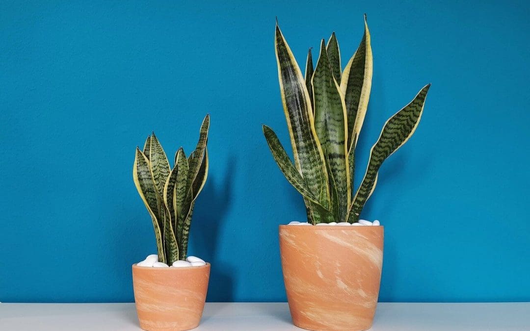 How to Improve Indoor Air Quality at Home