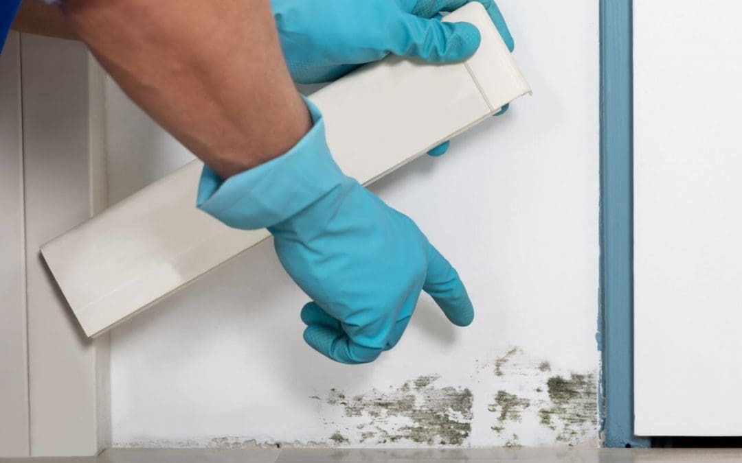 prevent mold growth