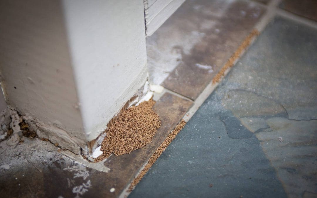 Prevent Pests in Your Home: What Works and What Doesn’t