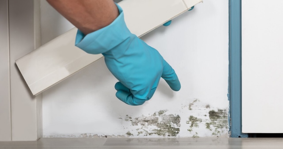 Mold Testing Services
