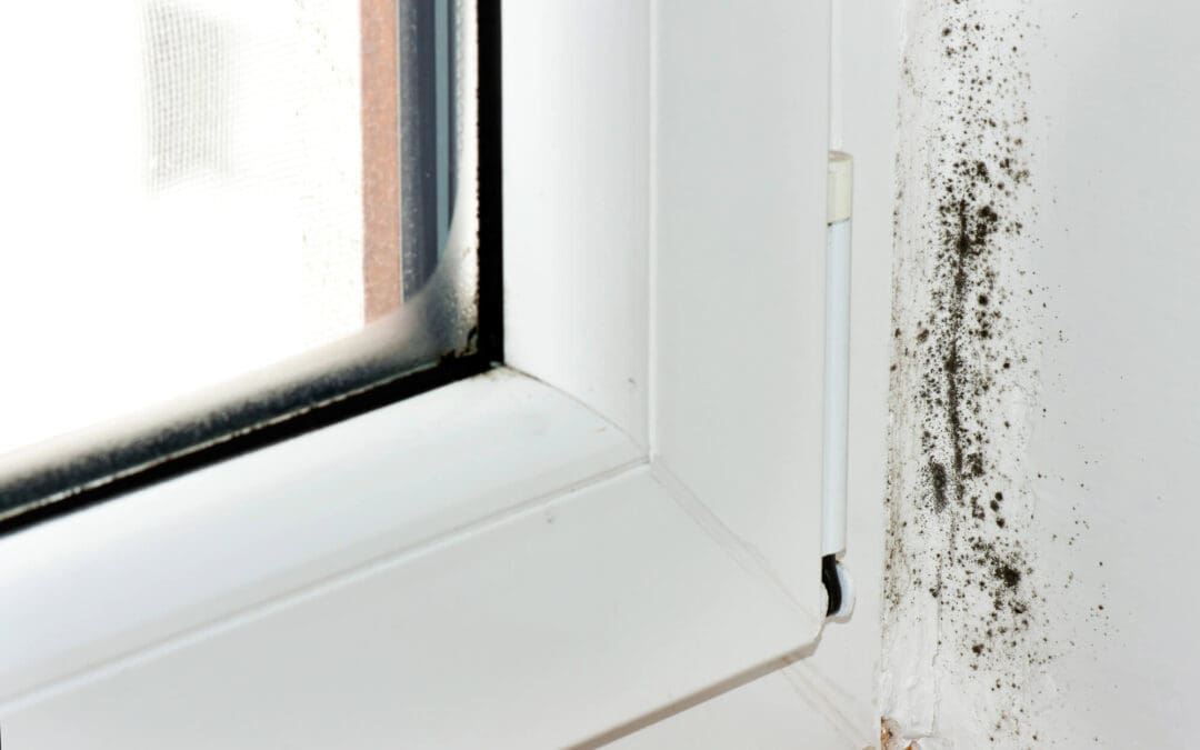 Don’t Ignore These Warnings: How to Recognize Signs of Mold Growth in Your Home
