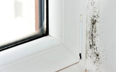 Don’t Ignore These Warnings: How to Recognize Signs of Mold Growth in Your Home